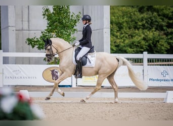 German Riding Pony, Gelding, 7 years, 14.2 hh, Palomino