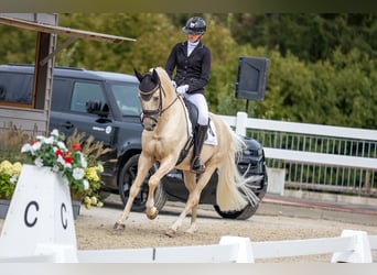 German Riding Pony, Gelding, 7 years, 14.2 hh, Palomino