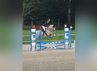 German Riding Pony, Gelding, 7 years, 14.2 hh, Palomino