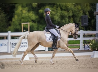 German Riding Pony, Gelding, 7 years, 14.2 hh, Palomino