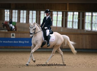 German Riding Pony, Gelding, 7 years, 14,2 hh, Palomino