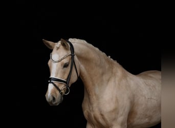 German Riding Pony, Gelding, 7 years, 14.2 hh, Palomino