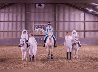 German Riding Pony, Gelding, 7 years, 14.2 hh, Perlino