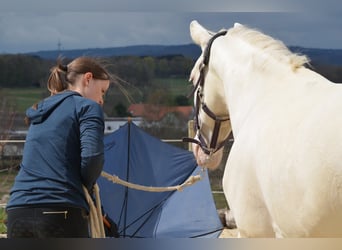 German Riding Pony, Gelding, 7 years, 14.2 hh, Perlino
