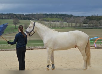 German Riding Pony, Gelding, 7 years, 14.2 hh, Perlino