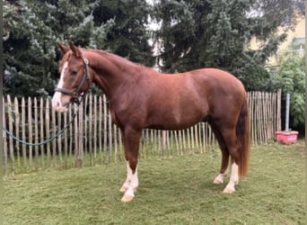 German Riding Pony, Gelding, 7 years, 14.3 hh, Chestnut-Red
