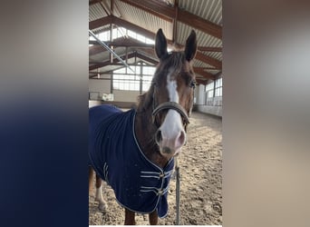 German Riding Pony, Gelding, 7 years, 14.3 hh, Chestnut-Red