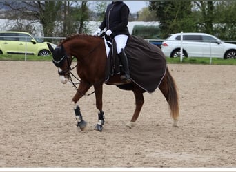 German Riding Pony, Gelding, 7 years, 14.3 hh, Chestnut-Red