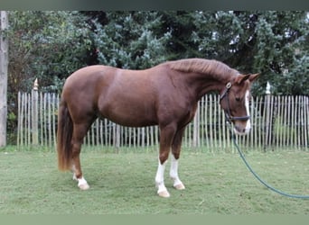 German Riding Pony, Gelding, 7 years, 14.3 hh, Chestnut-Red