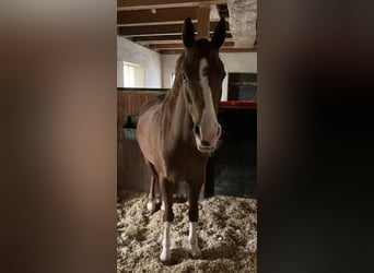 German Riding Pony, Gelding, 7 years, 14.3 hh, Chestnut-Red