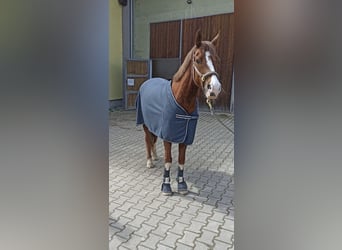 German Riding Pony, Gelding, 7 years, 14.3 hh, Chestnut-Red