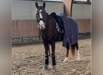 German Riding Pony, Gelding, 7 years, 14.3 hh, Chestnut-Red