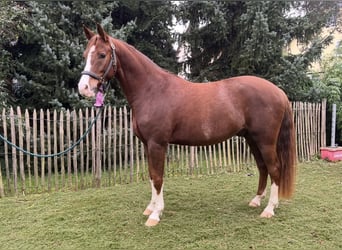 German Riding Pony, Gelding, 7 years, 14.3 hh, Chestnut-Red