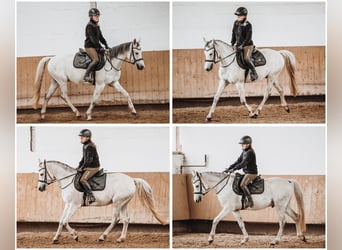 German Riding Pony, Gelding, 7 years, 14.3 hh, Gray