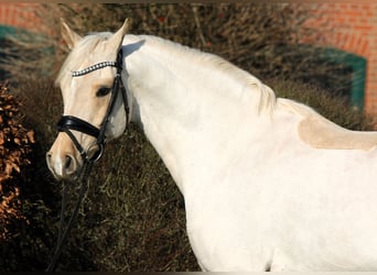 German Riding Pony, Gelding, 7 years, 14,3 hh, Palomino