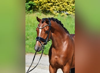 German Riding Pony, Gelding, 7 years, 14 hh, Brown