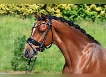 German Riding Pony, Gelding, 7 years, 14 hh, Brown