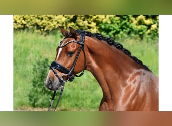 German Riding Pony, Gelding, 7 years, 14 hh, Brown