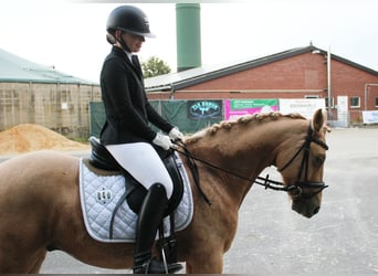 German Riding Pony, Gelding, 7 years, 14 hh, Palomino