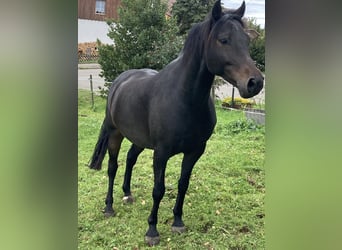 German Riding Pony, Gelding, 7 years, 14,1 hh, Bay-Dark