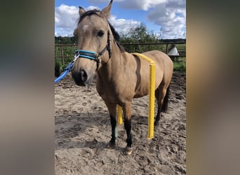 German Riding Pony, Gelding, 7 years, 14,1 hh, Buckskin
