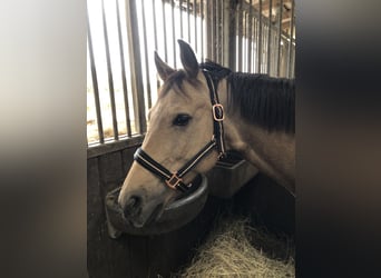 German Riding Pony, Gelding, 7 years, 14,1 hh, Buckskin