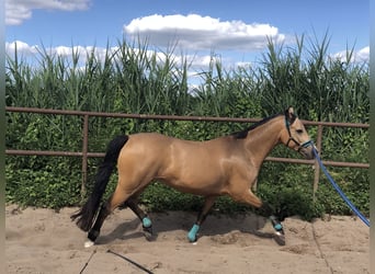 German Riding Pony, Gelding, 7 years, 14,1 hh, Buckskin