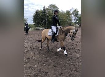 German Riding Pony, Gelding, 7 years, 14,1 hh, Buckskin