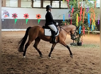German Riding Pony, Gelding, 7 years, 14,1 hh, Buckskin