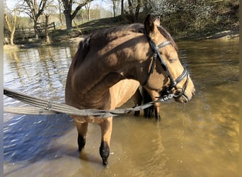 German Riding Pony, Gelding, 7 years, 14,1 hh, Buckskin