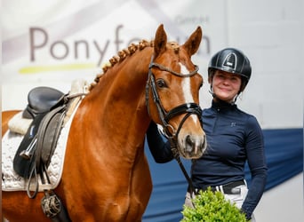 German Riding Pony, Gelding, 7 years, 14,1 hh, Chestnut-Red