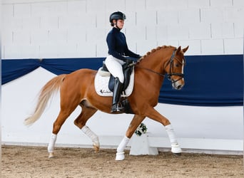 German Riding Pony, Gelding, 7 years, 14,1 hh, Chestnut-Red