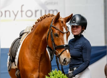 German Riding Pony, Gelding, 7 years, 14,1 hh, Chestnut-Red