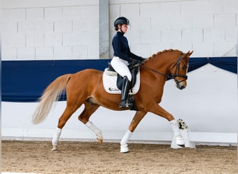 German Riding Pony, Gelding, 7 years, 14,1 hh, Chestnut-Red