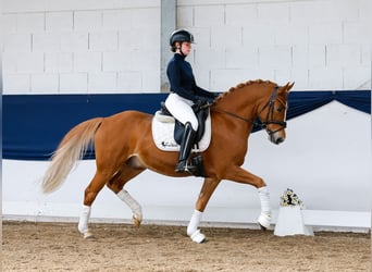 German Riding Pony, Gelding, 7 years, 14,1 hh, Chestnut-Red
