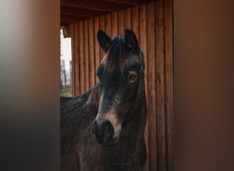 German Riding Pony Mix, Gelding, 7 years, 14,1 hh, Dun