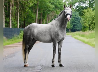 German Riding Pony, Gelding, 7 years, 14,1 hh, Gray-Dapple