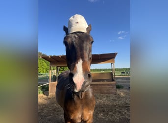 German Riding Pony, Gelding, 7 years, 14,2 hh, Brown
