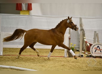 German Riding Pony, Gelding, 7 years, 14,2 hh, Chestnut-Red