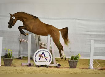 German Riding Pony, Gelding, 7 years, 14,2 hh, Chestnut-Red