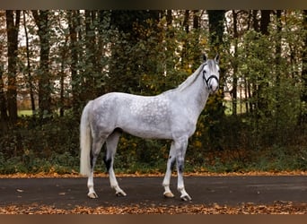 German Riding Pony, Gelding, 7 years, 14,2 hh, Grey