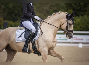 German Riding Pony, Gelding, 7 years, 14,2 hh, Palomino