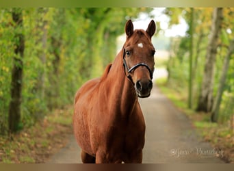 German Riding Pony, Gelding, 7 years, 14,3 hh, Chestnut-Red