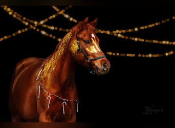 German Riding Pony, Gelding, 7 years, 14,3 hh, Chestnut-Red