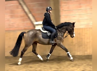 German Riding Pony, Gelding, 7 years, 15.1 hh, Bay-Dark