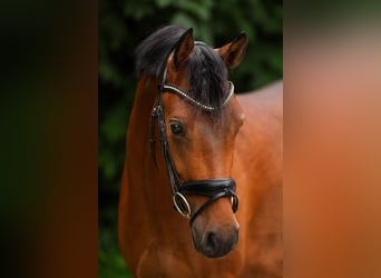 German Riding Pony, Gelding, 7 years, 15.1 hh, Brown