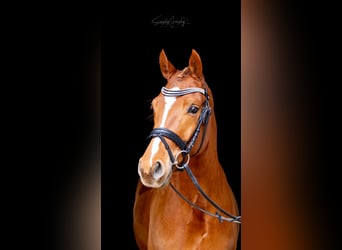 German Riding Pony, Gelding, 7 years, 15.1 hh, Chestnut-Red