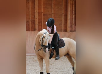 German Riding Pony, Gelding, 7 years, 15.1 hh, Palomino