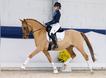 German Riding Pony, Gelding, 7 years, 15.2 hh, Dun