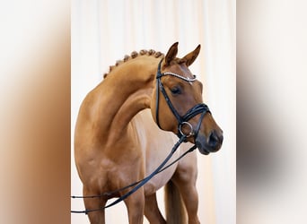 German Riding Pony, Gelding, 7 years, 15.2 hh, Dun